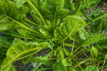 spinach-3711982_1920 (1)