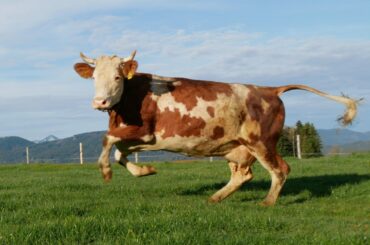 Weideaustrieb (c) Ellmeier